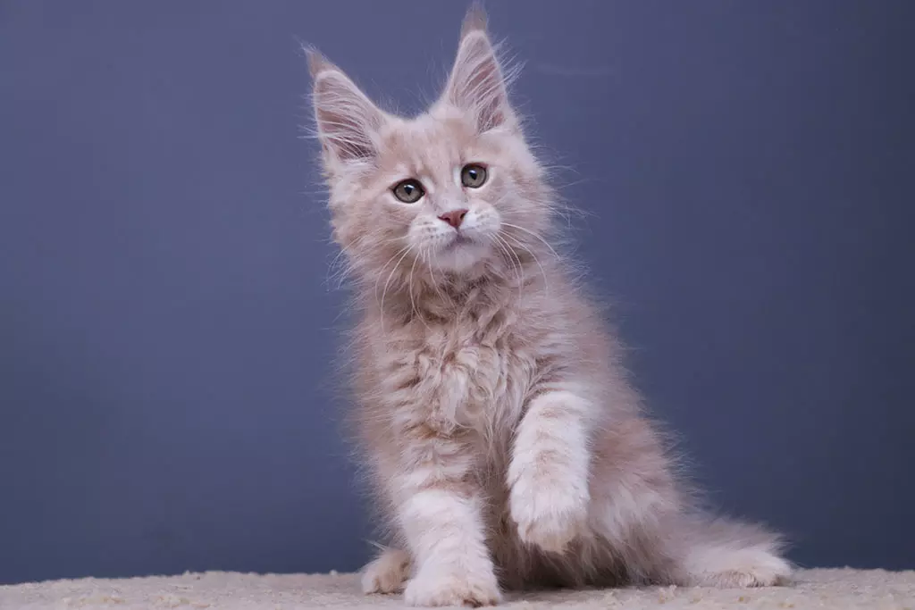 мейн кун котенок