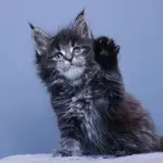 мейн кун котенок