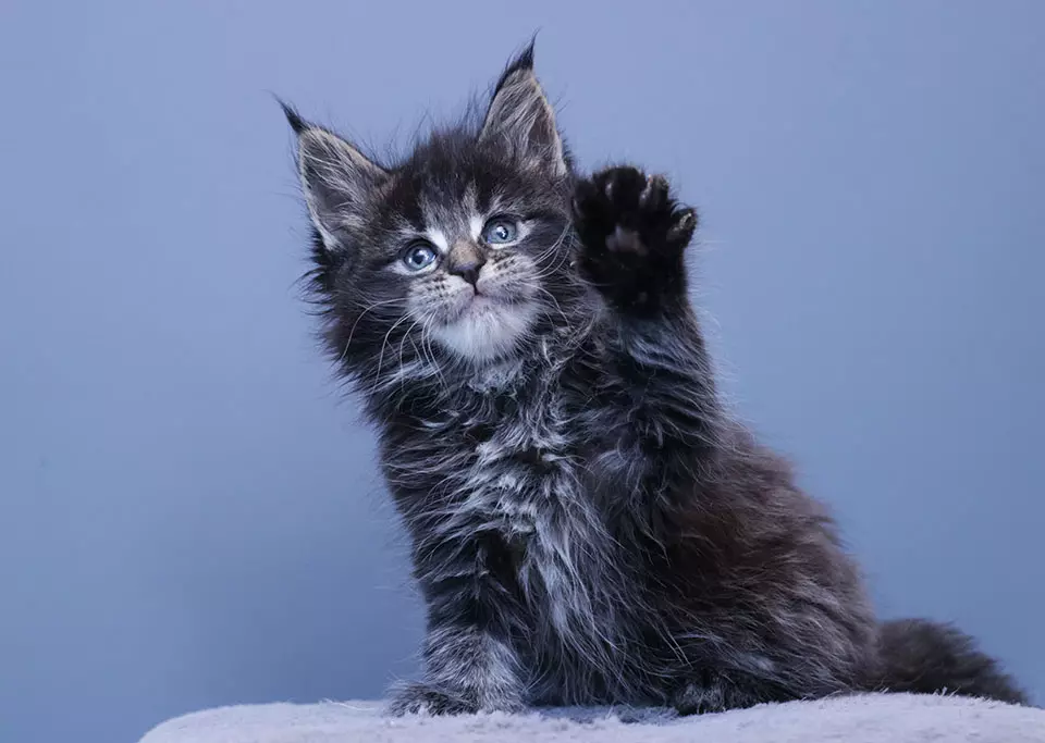 мейн кун котенок