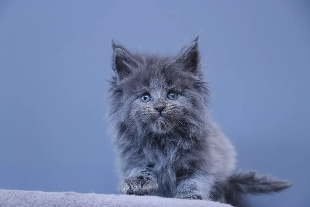 мейн кун котенок полидакт