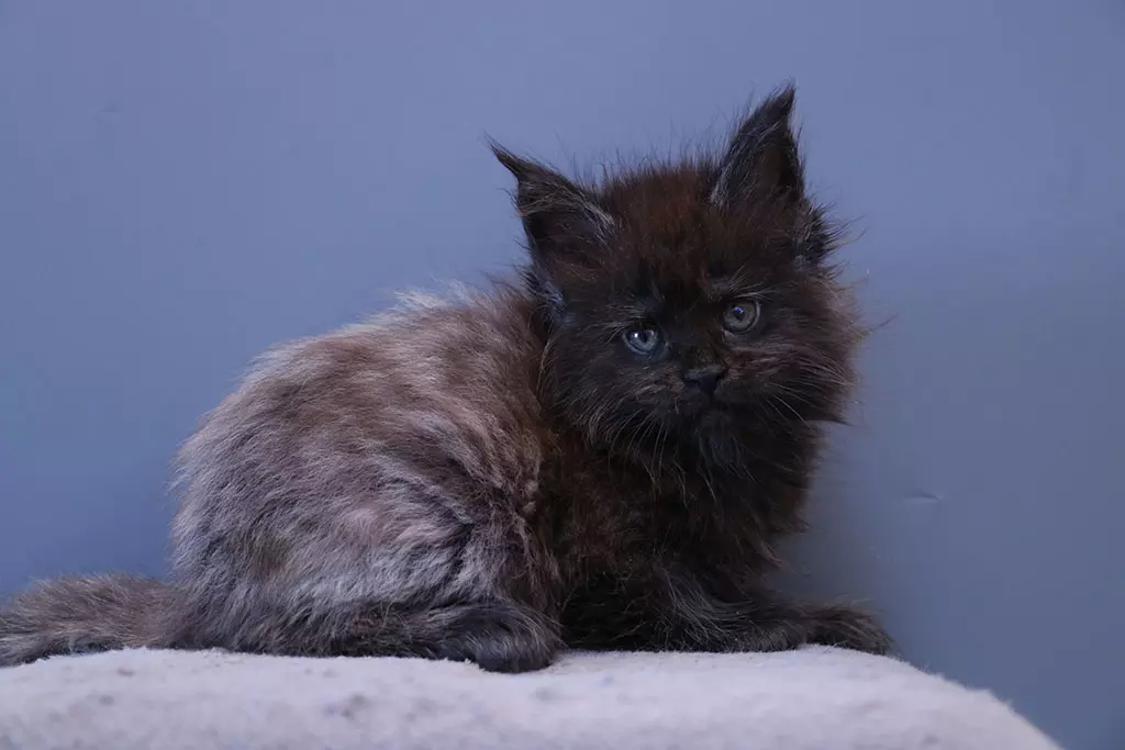 мейн кун котенок