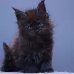 мейн кун котенок