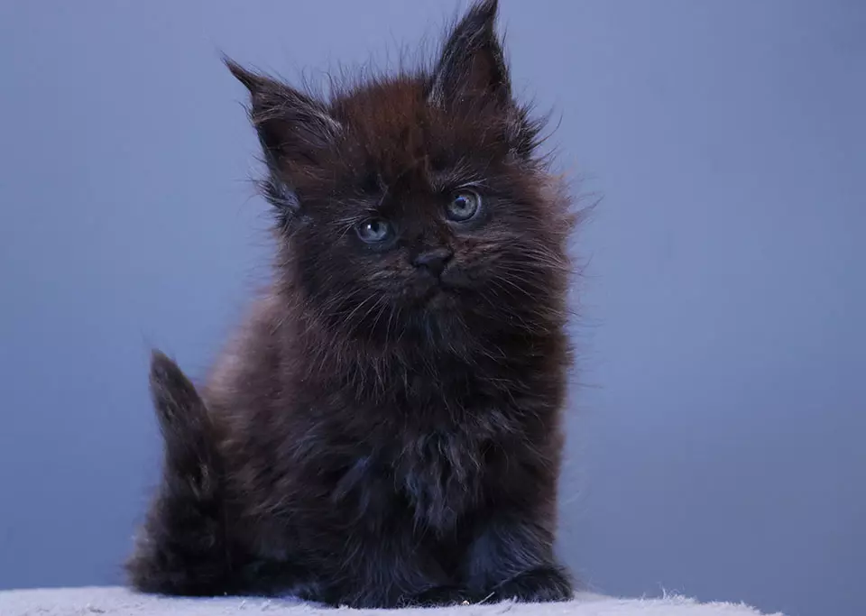 мейн кун котенок