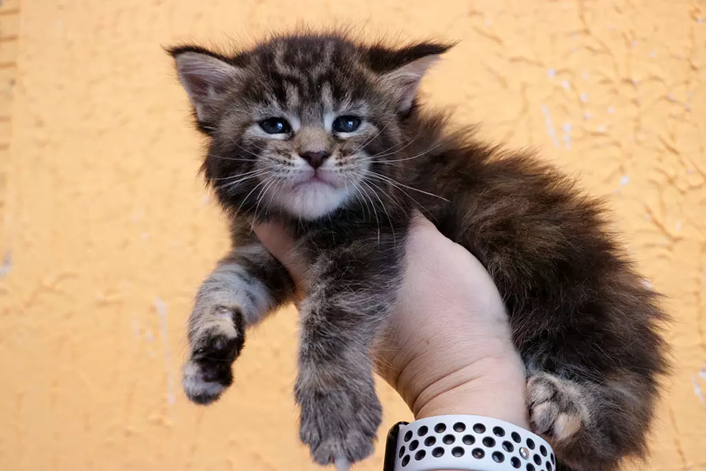 мейн кун котенок