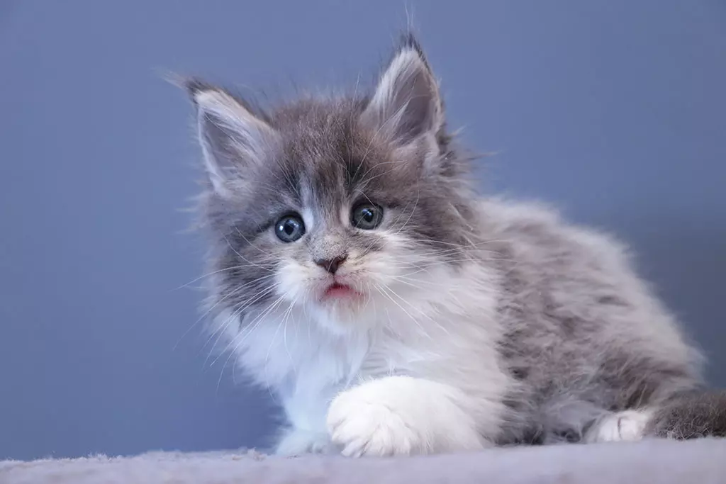 мейн кун котенок полидакт