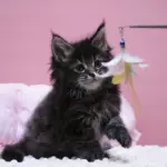 мейн кун котенок