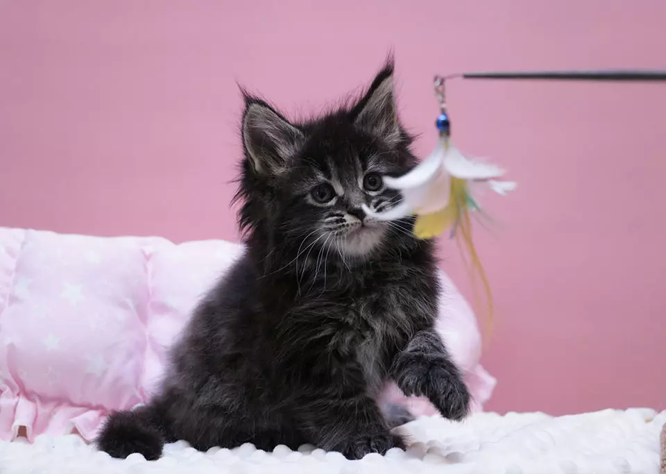 мейн кун котенок
