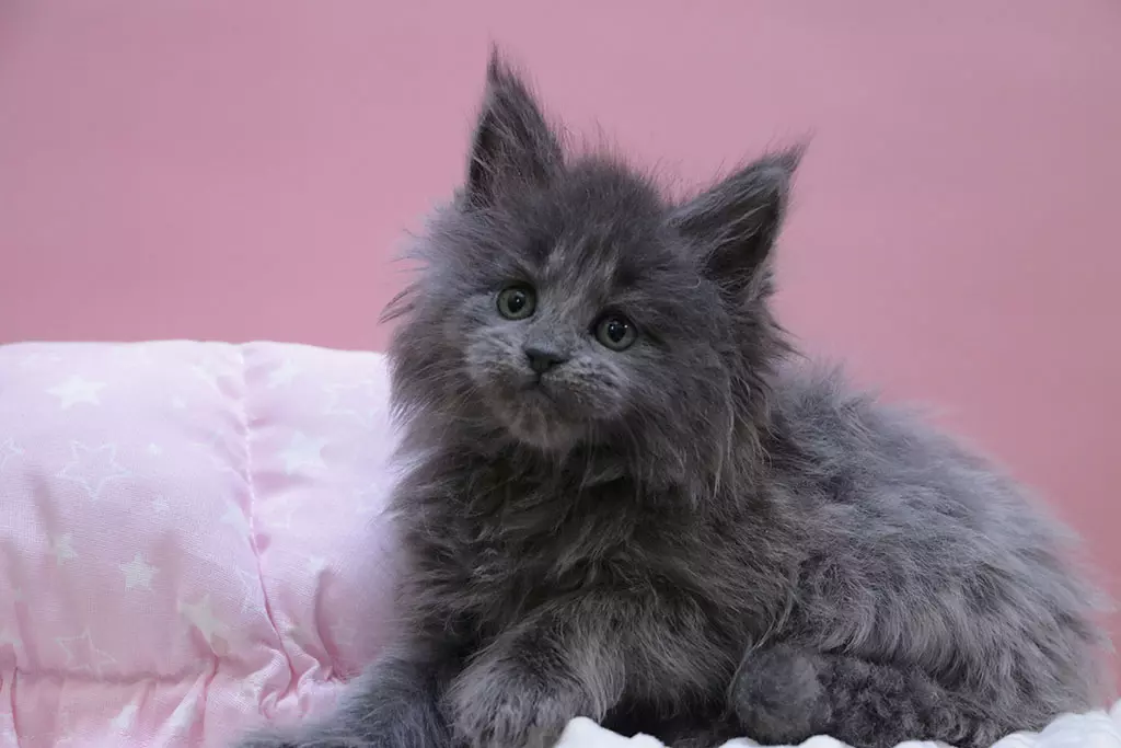 мейн кун котенок