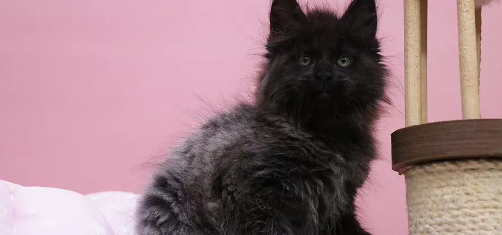 мейн кун котенок