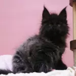 мейн кун котенок