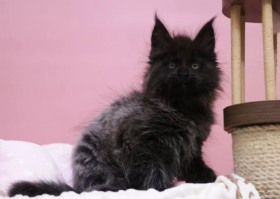 мейн кун котенок