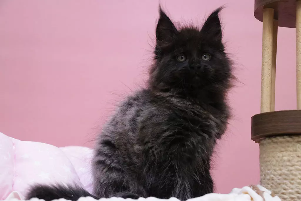 мейн кун котенок