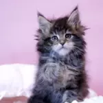 мейн кун котенок