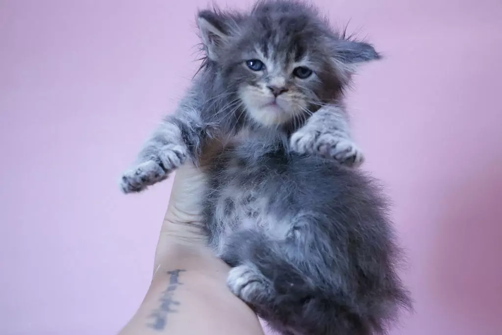 мейн кун котенок полидакт