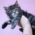 мейн кун котенок полидакт
