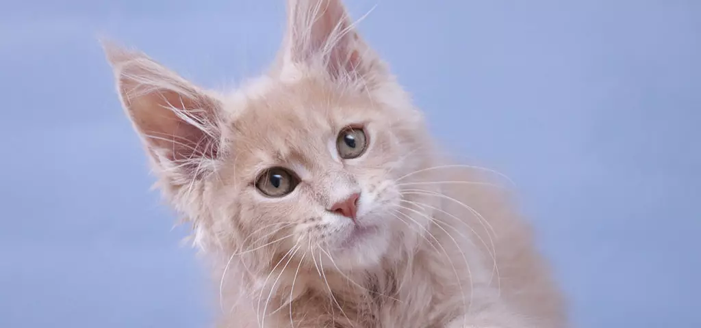 мейн кун котенок