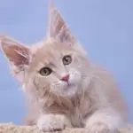 мейн кун котенок