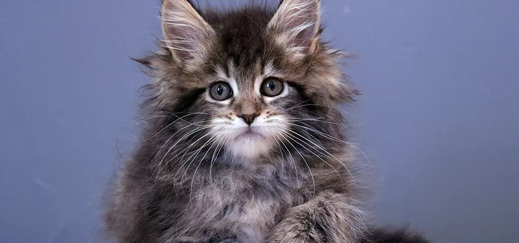 мейн кун котенок
