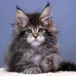 мейн кун котенок