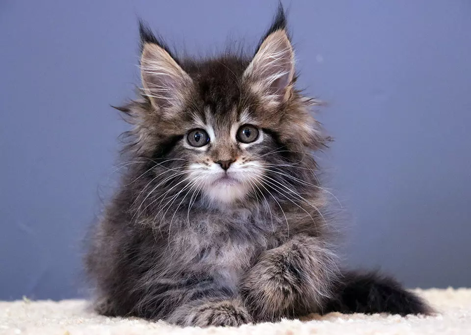 мейн кун котенок