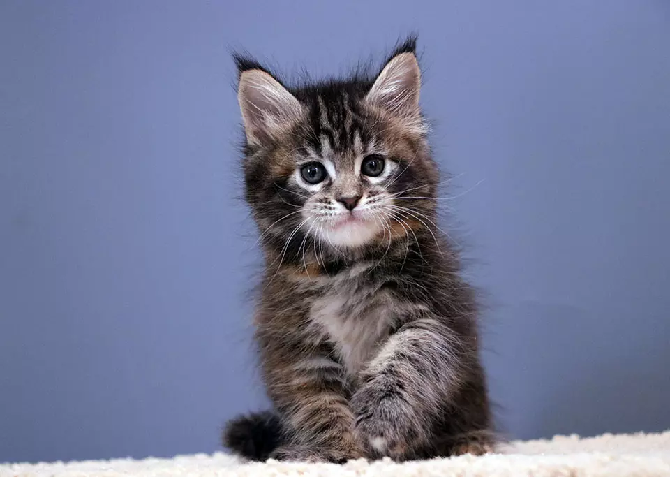 мейн кун котенок