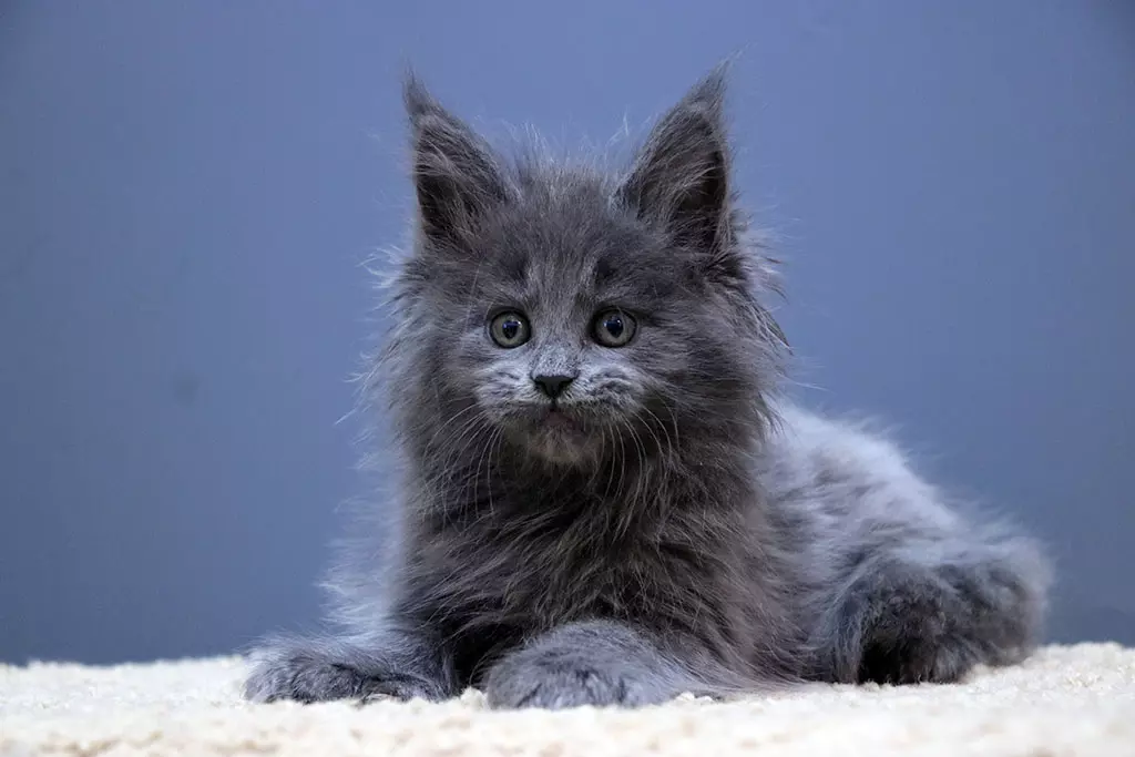 мейн кун котенок полидакт