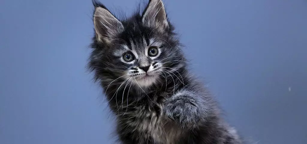 мейн кун котенок