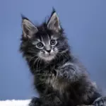 мейн кун котенок