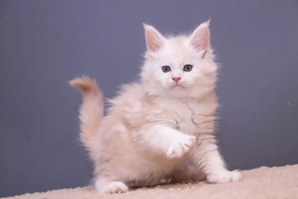 мейн кун котенок