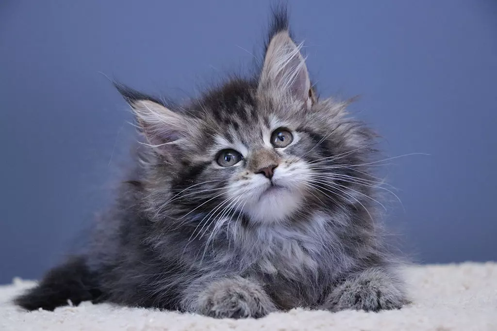 мейн кун котенок