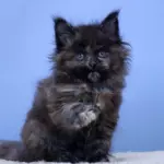 мейн кун котенок