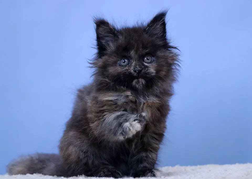 мейн кун котенок
