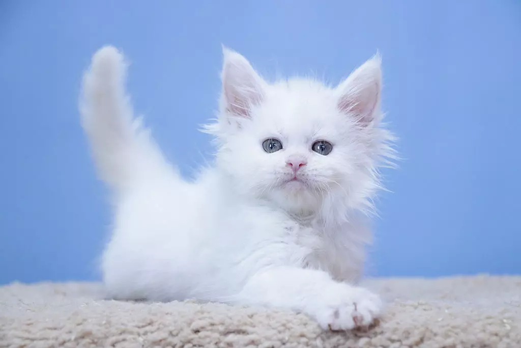 мейн кун котенок белый солид