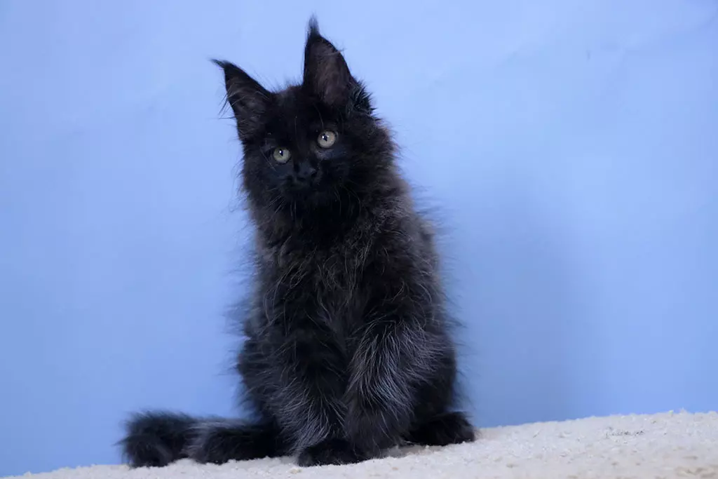 мейн кун котенок черный солид