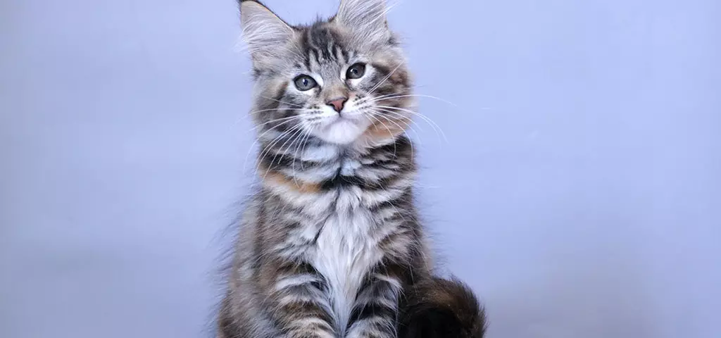 мейн кун котенок