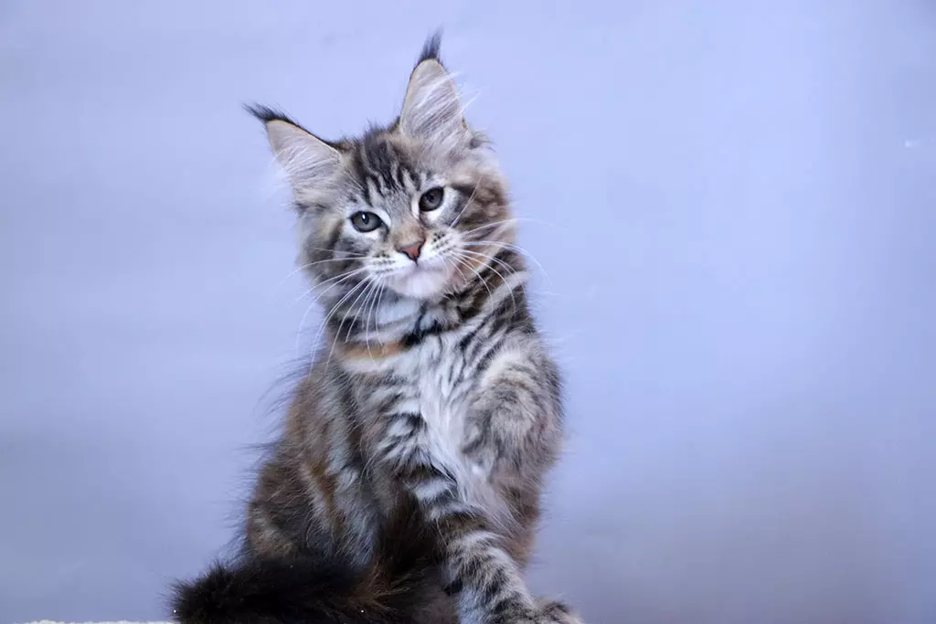 мейн кун котенок
