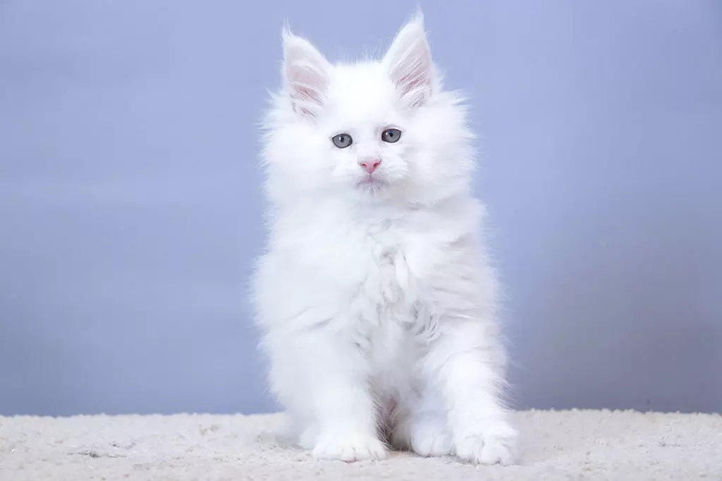 мейн кун котенок