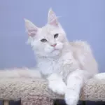 мейн кун котенок