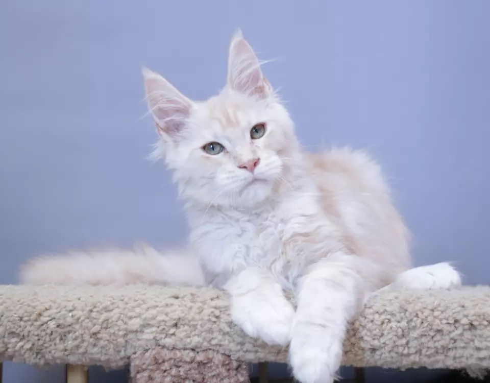 мейн кун котенок