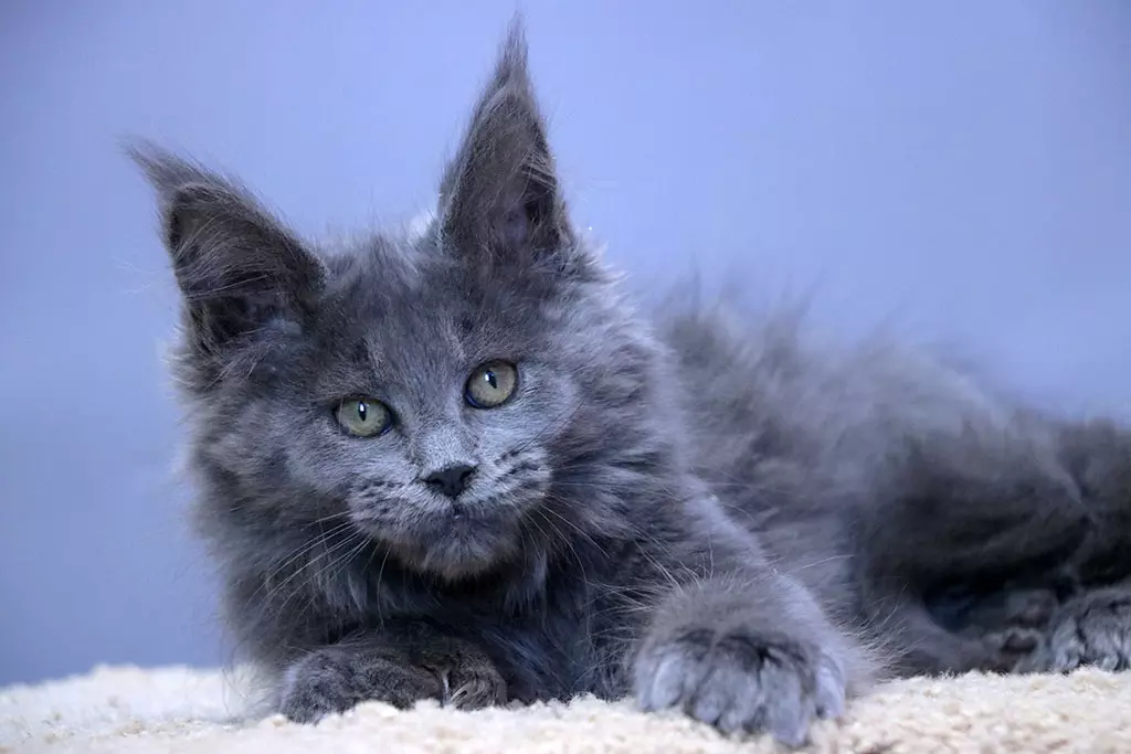 мейн кун котенок