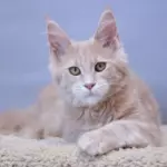 мейн кун котенок