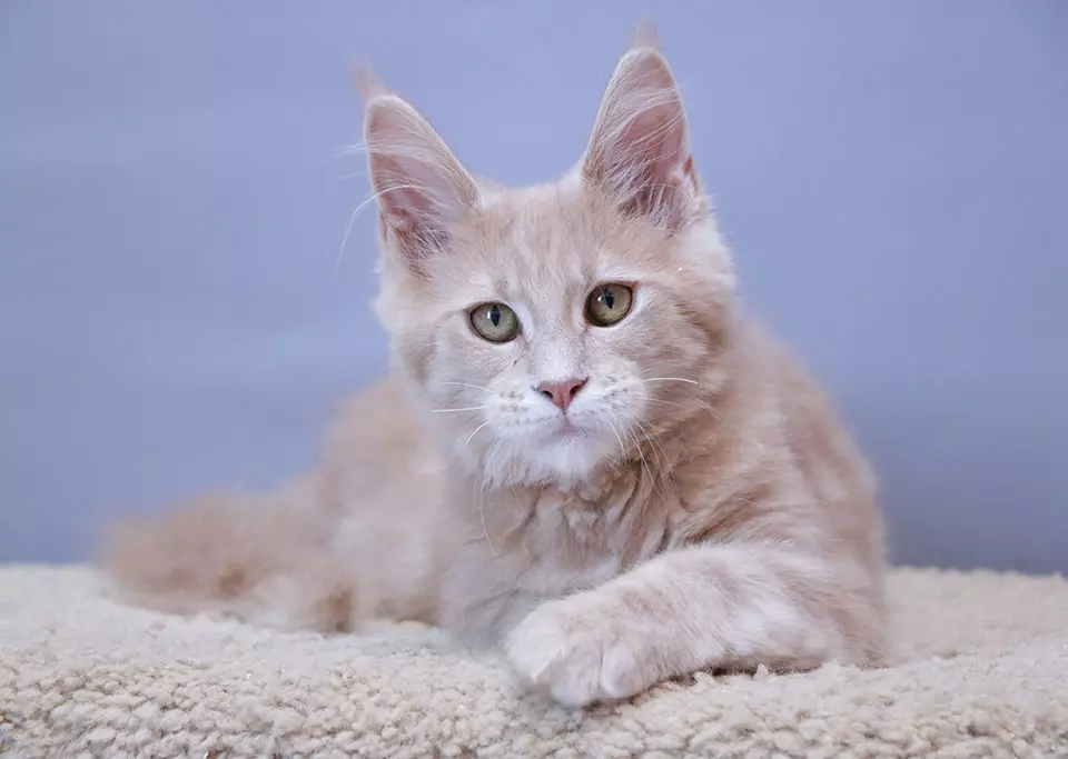 мейн кун котенок