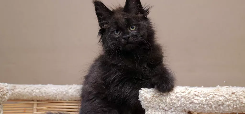 мейн кун котенок