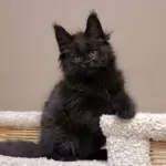 мейн кун котенок