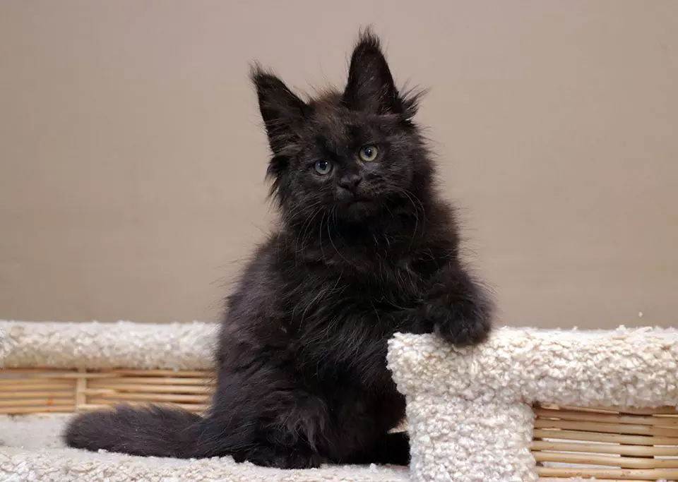 мейн кун котенок