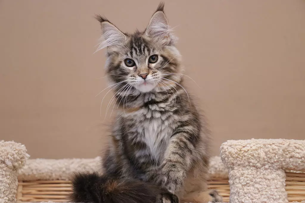 мейн кун котенок
