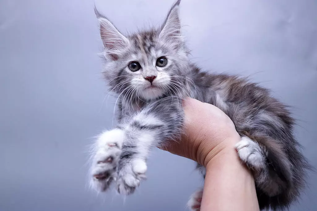 мейн кун котенок
