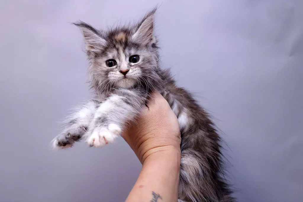 мейн кун котенок