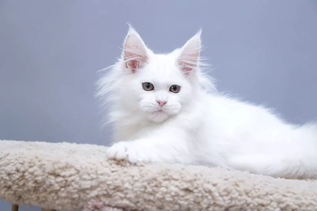мейн кун котенок