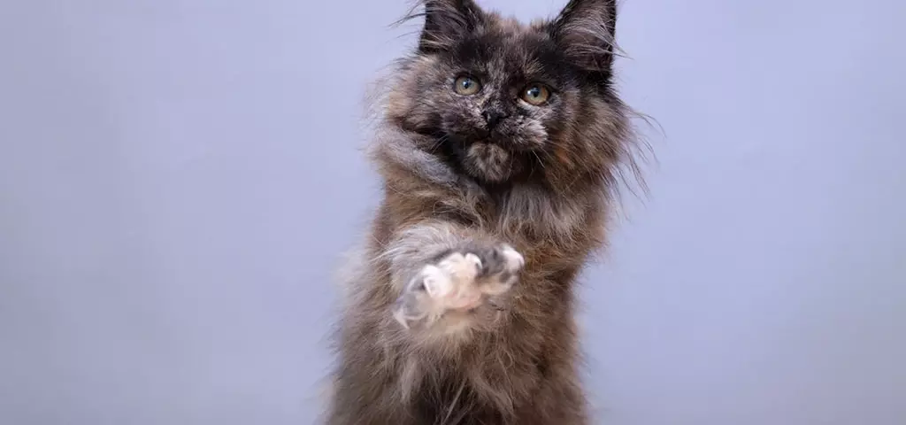 мейн кун котенок